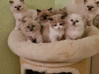 Ragdolls mit Stammbaum