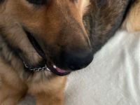 Schäferhüttemischling