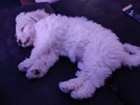 Süße kleine Mädchen Bichon Frise