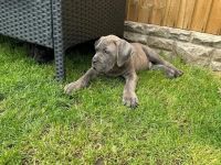 Bezaubernde Cane Corso welpen
