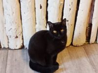 BKH Kater sucht neue Zuhause