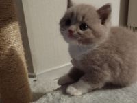 BKH- Kitten mit Stammbaum