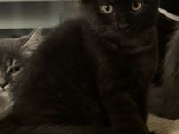 Neva Masquarade MixKitten