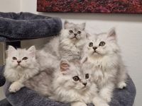 Britisch Kurzhaar und Langhaar Kitten – Liebevoll aufgezogen