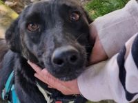 Málna sucht ein Zuhause