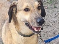 Oskár sucht ein Zuhause