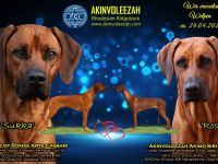 Rhodesian Ridgeback Welpen zum 24.04.2026  Seriöse FCI-Zucht seit 2009