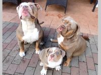 Old English Bulldog Welpen