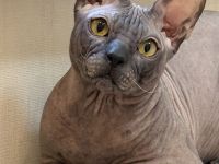 "RefinedDemon" Don Sphynx-Katzen mit Schnurrhaaren