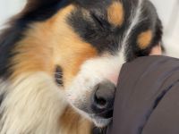 Border Collie Welpen