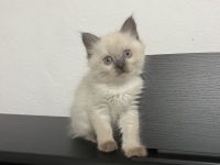 Himalayan Katze (siam/perser)