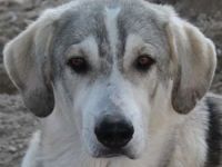 Lykos, geb. ca. 12/2023, lebt in GRIECHENLAND, im städt. Tierheim Serres