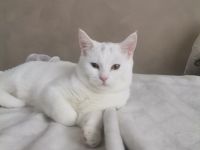 Geschwister paar sucht ein zu Hause