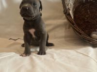 American Bully XL Welpen