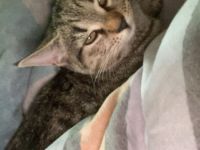 2 süße BKH/EKH Kitten