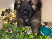 Leonberger-Mix Welpen
