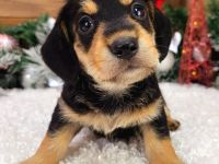 Adorable Dachshund