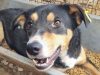 KNOSPE ca.4 bis 5-jährige, freundliche Hündin, ca. 56 cm, wer hat ein warmes Plätzchen frei?