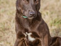 Csoki, sucht eine Familie mit Verständnis