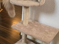 Katze Koko verkaufen