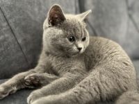 BKH Katze (Britisch Kurzhaar)