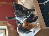 2 Kätzchen abzugeben