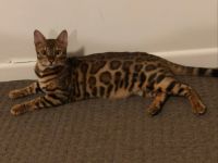 Bengalkatze Mädchen 1jahr alt
