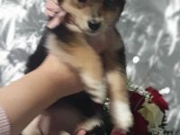 Kleine mischlingshündin  jorksher terrier