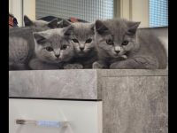 3 Katzen und ein Kater suchen schnellstmöglich ein neues Zuhause