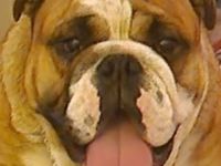 English Bulldog Deckrüde