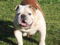 English Bulldog Deckrüde