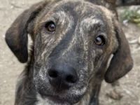 Petri, geb. ca. 04/2024, lebt in GRIECHENLAND, auf Gelände mit notdürftiger Versorgung