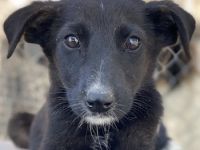 Indra, Emori & Lexy, geb. ca. 08/2024, leben in GRIECHENLAND, auf einer privaten Pflegestelle