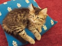 Zwei süße Maine Coon Kätzchen suchen eine Familie