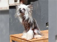 Amun & Chiron & Caruso  in Terra Civis