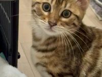 Bengalkätzchen Nala sucht ein liebevolles Zuhause