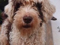 Perro de Agua Bamboo