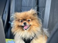 Zwergspitz Rüde 4,5 Jahren, unkastriert