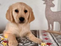 Traumhafte Golden Retriever