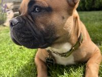 Deckrüde Bambam Nasenbulli – Genetisch Geprüft