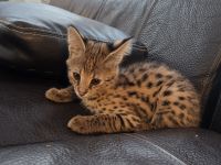 Savannah F1 Kitten  sucht ab Mitte Dezember ein liebevolles neues Zuhause