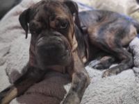 Shar Pei Bulldoggen Mix