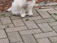 Wunderschönes Malteser Mädchen