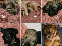 Welpe Bolonka Zwetna Havaneser