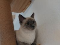 Siam Blue Point Deckkater!