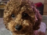 Asiatischer - Amerikanischer Toypudel Deckrüde Aprikot (Fawn) mit Ahnentafel