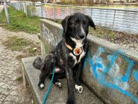 Fröhlicher Scotty sucht Familienanschluss