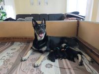 Osteuropäische Schäferhund