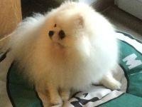 Pomeranian Zwergspitzrüde