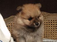 Zwergspitz Pomeranian Welpen - in KIEL